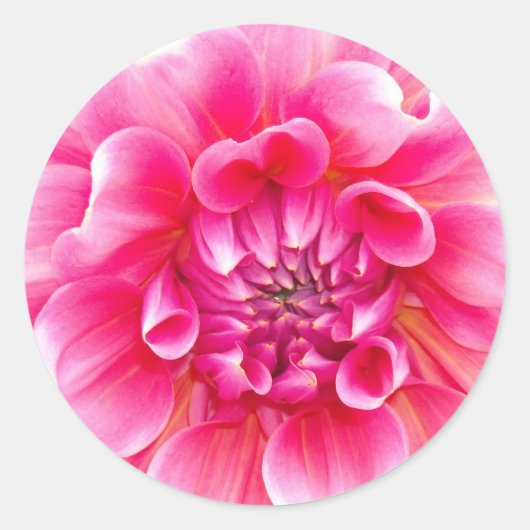 Pink Dahlia Ronde Sticker (Voorkant)