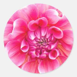 Pink Dahlia Ronde Sticker