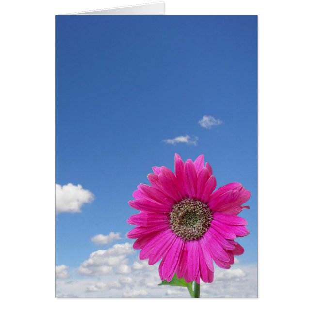 Pink Daisy (Voorkant)