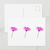 Pink Daisy Briefkaart (Voorkant / Achterkant)