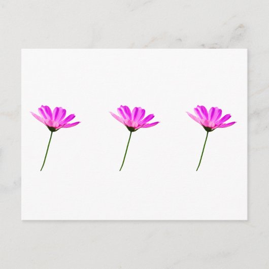 Pink Daisy Briefkaart (Voorkant)