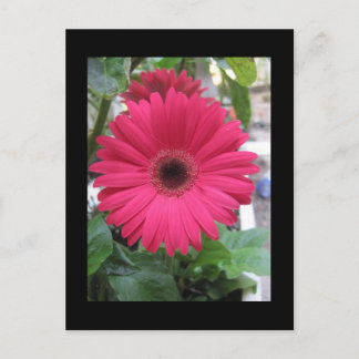 Pink Daisy Briefkaart