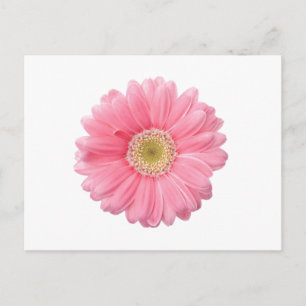PINK DAISY Enkelbloemige Witte Achtergrond P36 Briefkaart