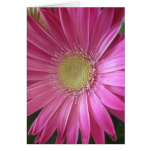 Pink Daisy Princess