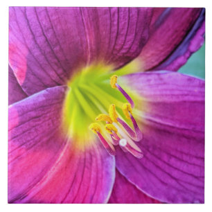 Pink Daylily Bloom Floral Tegeltje
