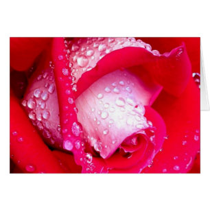 Pink Dew Kissé Rose