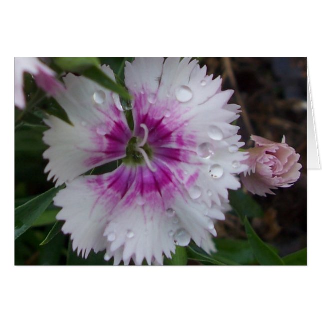 PINK DIANTHUS (Voorkant Horizontaal)