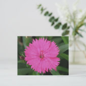 Pink Dianthus Briefkaart (Staand voorkant)