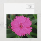 Pink Dianthus Briefkaart (Voorkant / Achterkant)