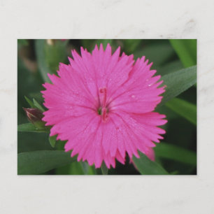 Pink Dianthus Briefkaart