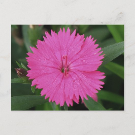 Pink Dianthus Briefkaart (Voorkant)