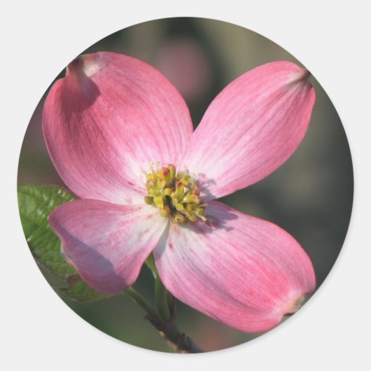 Pink Dogwood Bloom Ronde Sticker (Voorkant)