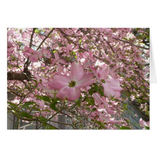 Pink Dogwood Card (Devant horizontal)