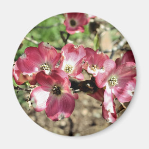 Pink Dogwood Flower Fotografie Magneet