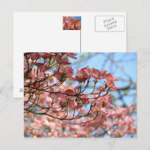 Pink Dogwood Tree Flowers Carte postale Flower Tre (Devant / Derrière)