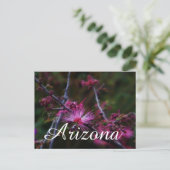 Pink Fairy Duster, Arizona carte postale (Debout devant)