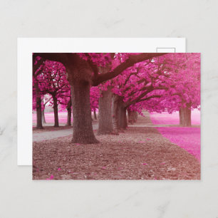 Pink Fantasy park Briefkaart