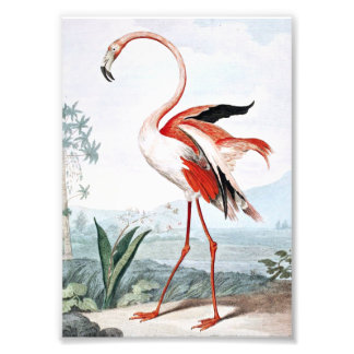 Pink Flamingo Bird  Art Foto Afdruk