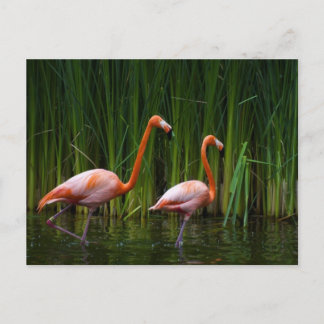 PINK FLAMINGO BRIEFKAART