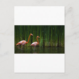 PINK FLAMINGO BRIEFKAART
