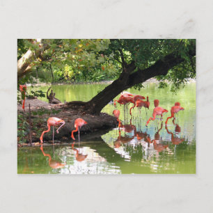 Pink Flamingo Flock Wildlife Photo Briefkaart