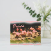 Pink flamingo Floride carte postale (Debout devant)