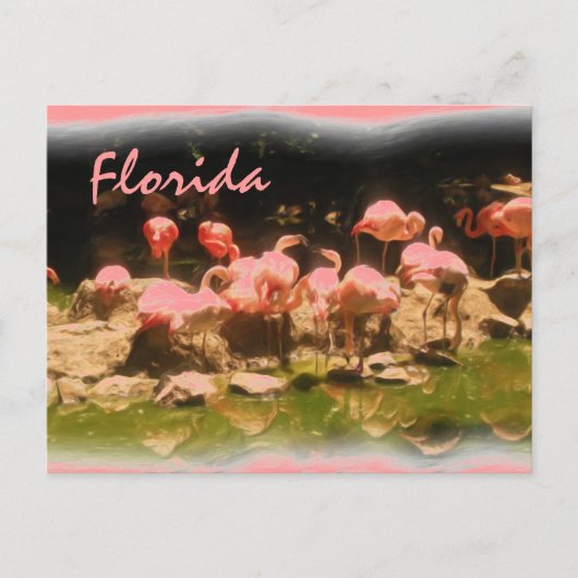 Pink flamingo Floride carte postale (Devant)