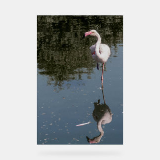 pink flamingo in the water