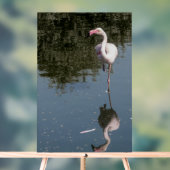 pink flamingo in the water (Neutre)