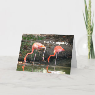 Pink Flamingo Pair Wildlife Foto Sympathie Kaart