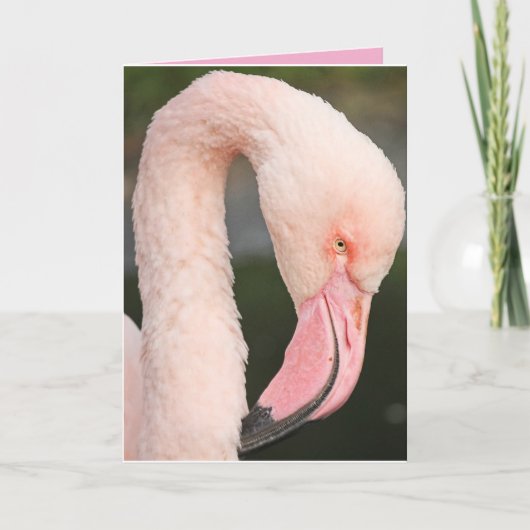 PINK FLAMINGO STAY FABULOUS BIRTHDAY KAART (Voorkant)