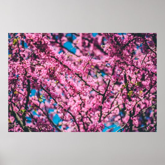 PINK FLOWERED TREE POSTER (Voorkant)