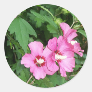 Pink Flowers Roos van Sharon met Bee Ronde Sticker