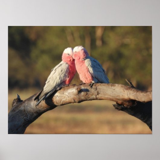 Pink Galahs Poster (Voorkant)