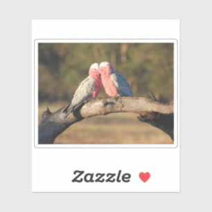 Pink Galahs Sticker
