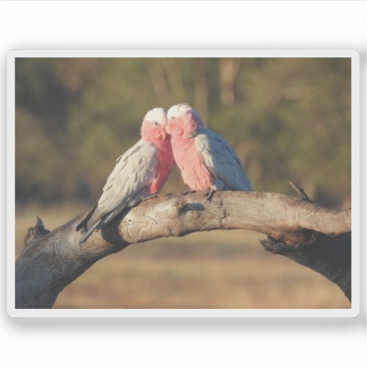 Pink Galahs Sticker (Voorkant)