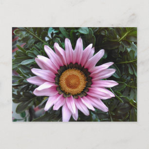 Pink Gazania Briefkaart