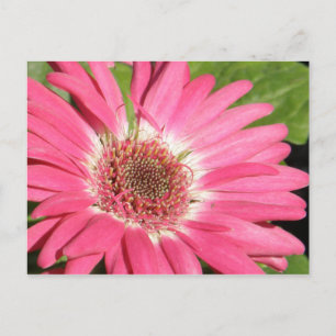 Pink Gerber Daisy Briefkaart