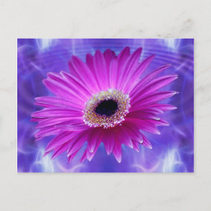 Pink Gerber Daisy Briefkaart