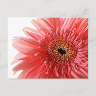 Pink Gerber Daisy Briefkaart