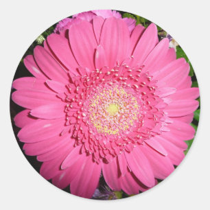 Pink Gerber Daisy Ronde Sticker