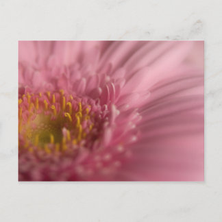 Pink Gerbera · Briefkaart
