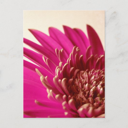 Pink Gerbera Briefkaart (Voorkant)