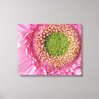 Pink Gerbera Canvas Afdruk