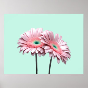 Pink Gerbera Daisies Poster