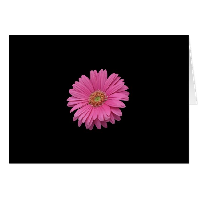 Pink Gerbera Daisy (Voorkant Horizontaal)