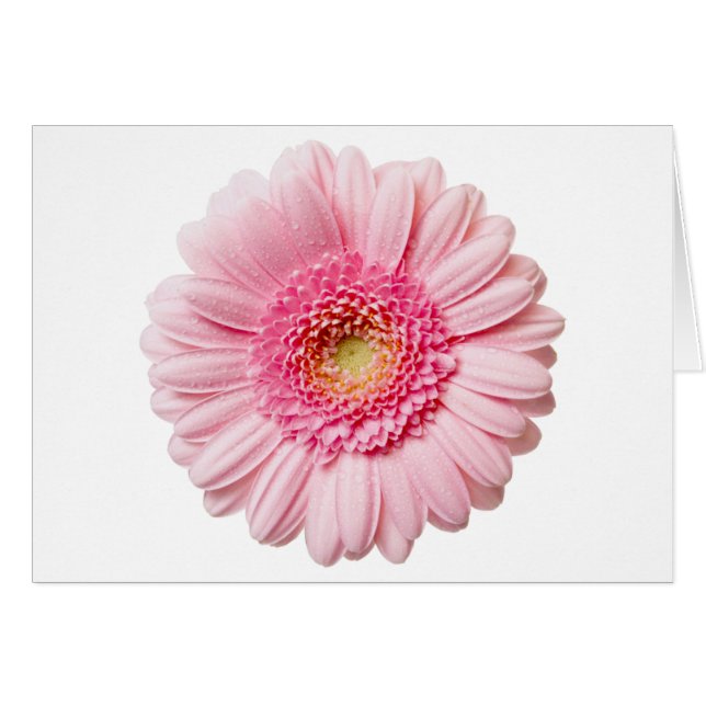 Pink Gerbera Daisy (Voorkant Horizontaal)