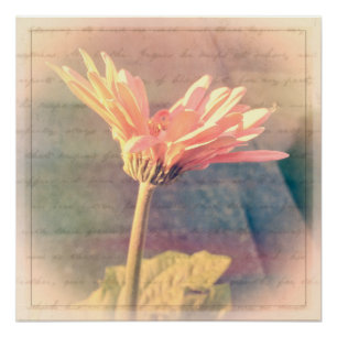 Pink Gerbera Daisy Collage Perfect Poster