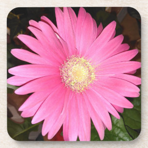 Pink Gerbera Daisy Flower Drankjes Onderzetter