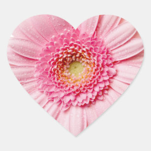 Pink Gerbera Daisy Hart Sticker